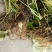 大量出售蜘蛛香一马蹄香种苗，包成活，药企回收