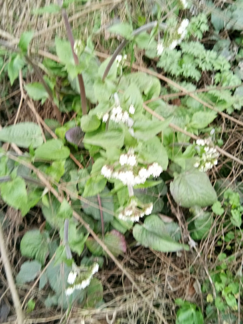 大量出售蜘蛛香一马蹄香种苗，包成活，药企回收