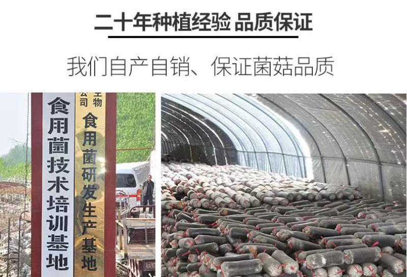 厂家直供300起批黑平菇菌包一手货源，全国包邮品质保证