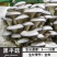 厂家直供300起批黑平菇菌包一手货源，全国包邮品质保证