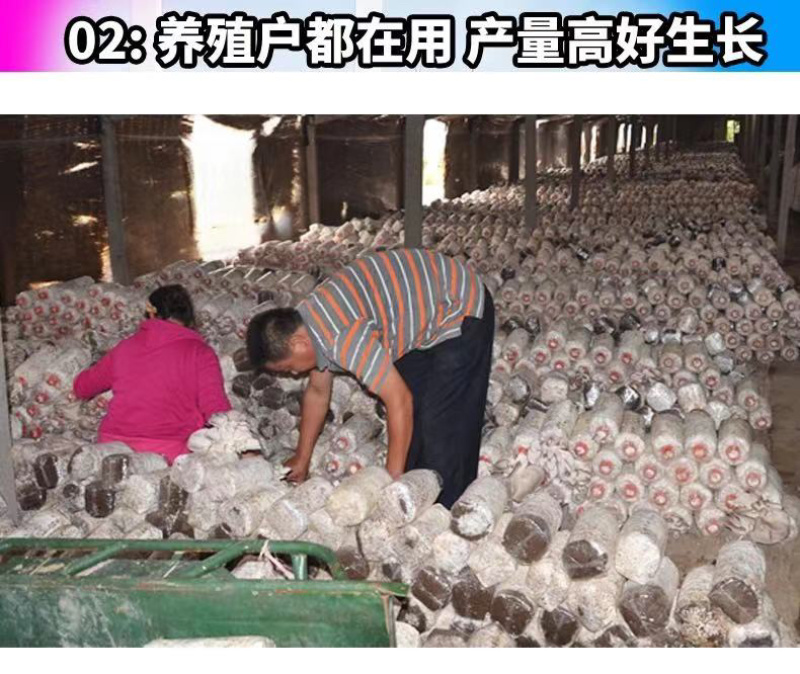 厂家直供300起批黑平菇菌包一手货源，全国包邮品质保证