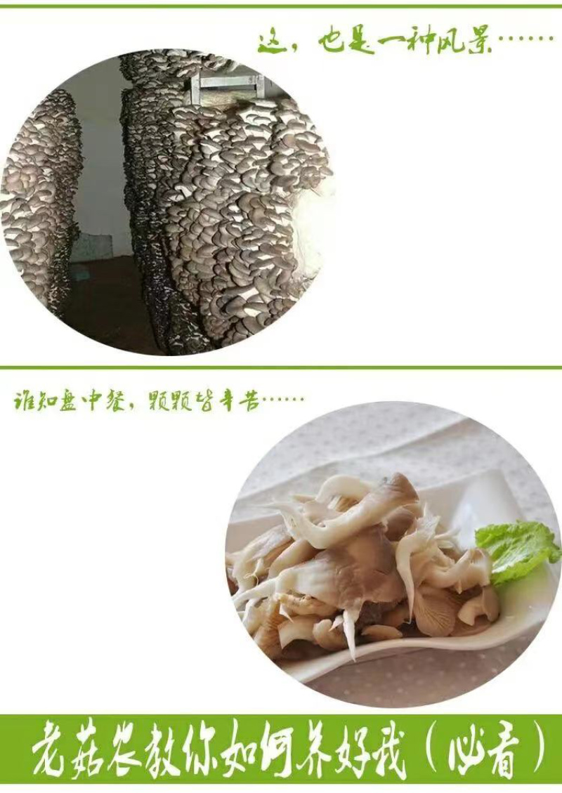 厂家直供300起批黑平菇菌包一手货源，全国包邮品质保证