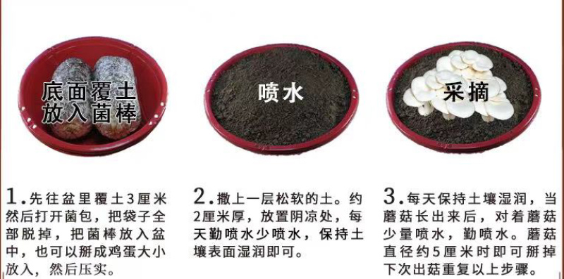 厂家直供300起批黑平菇菌包一手货源，全国包邮品质保证