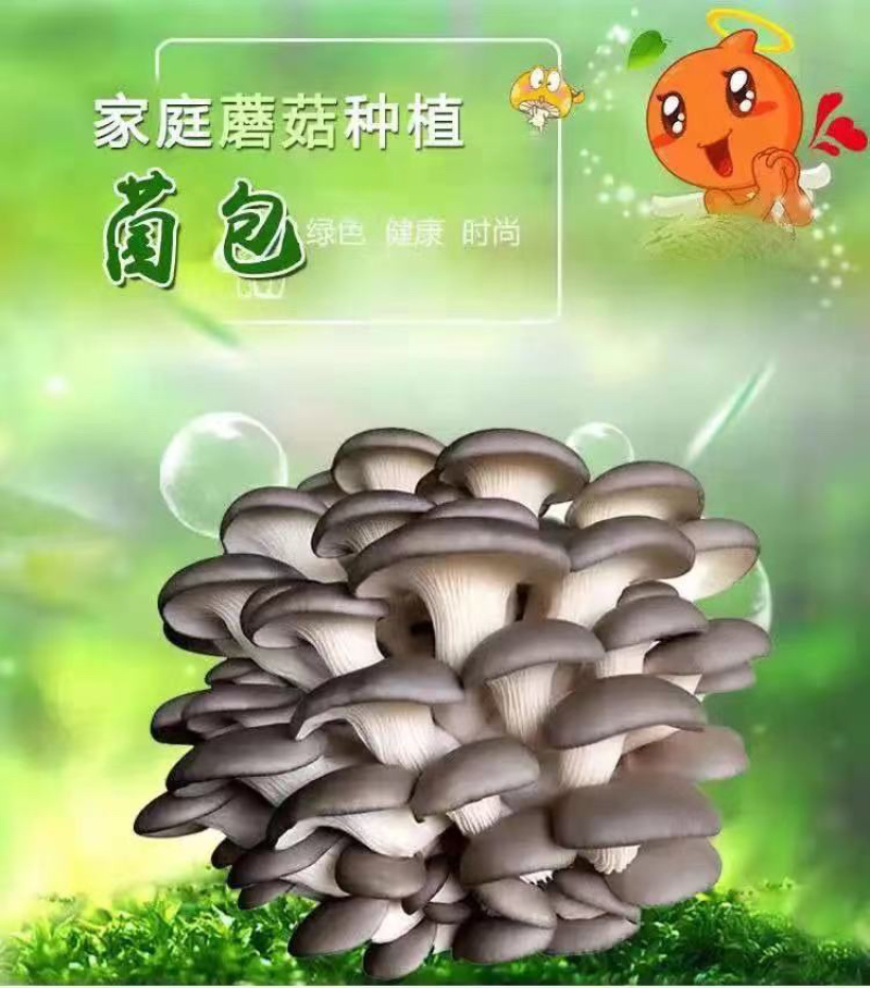 厂家直供300起批黑平菇菌包一手货源，全国包邮品质保证