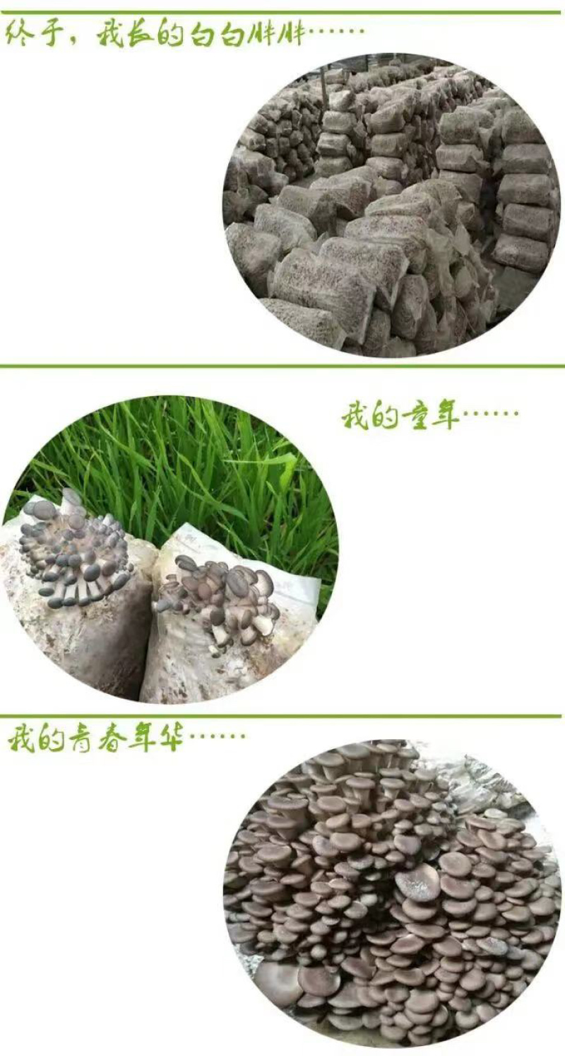 厂家直供300起批黑平菇菌包一手货源，全国包邮品质保证