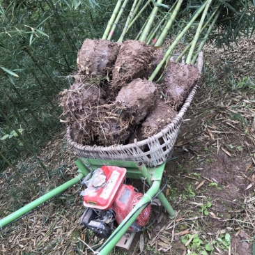 雷竹苗，早园竹苗（正宗细叶乌头雷竹苗）一至两年壮苗