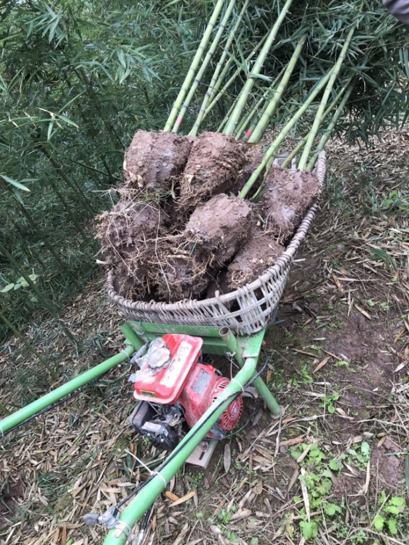 雷竹苗，早园竹苗（正宗细叶乌头雷竹苗）一至两年壮苗