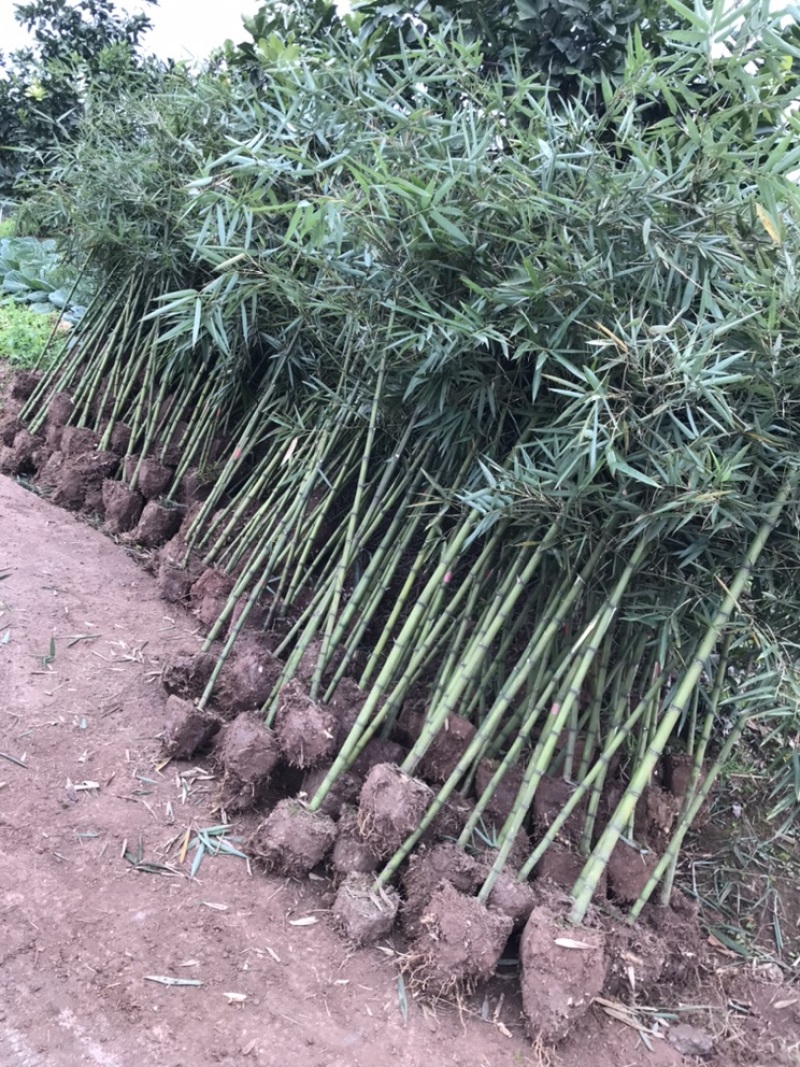 雷竹苗，早园竹苗（正宗细叶乌头雷竹苗）一至两年壮苗