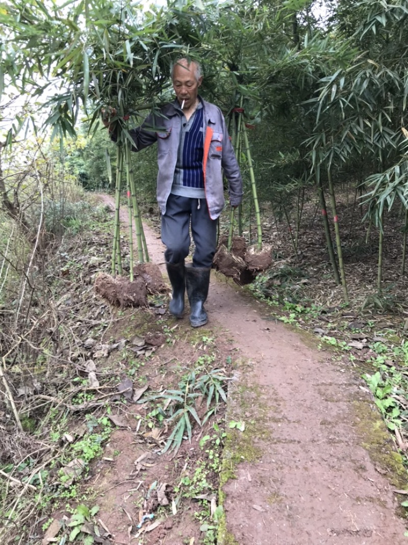 雷竹苗，早园竹苗（正宗细叶乌头雷竹苗）一至两年壮苗