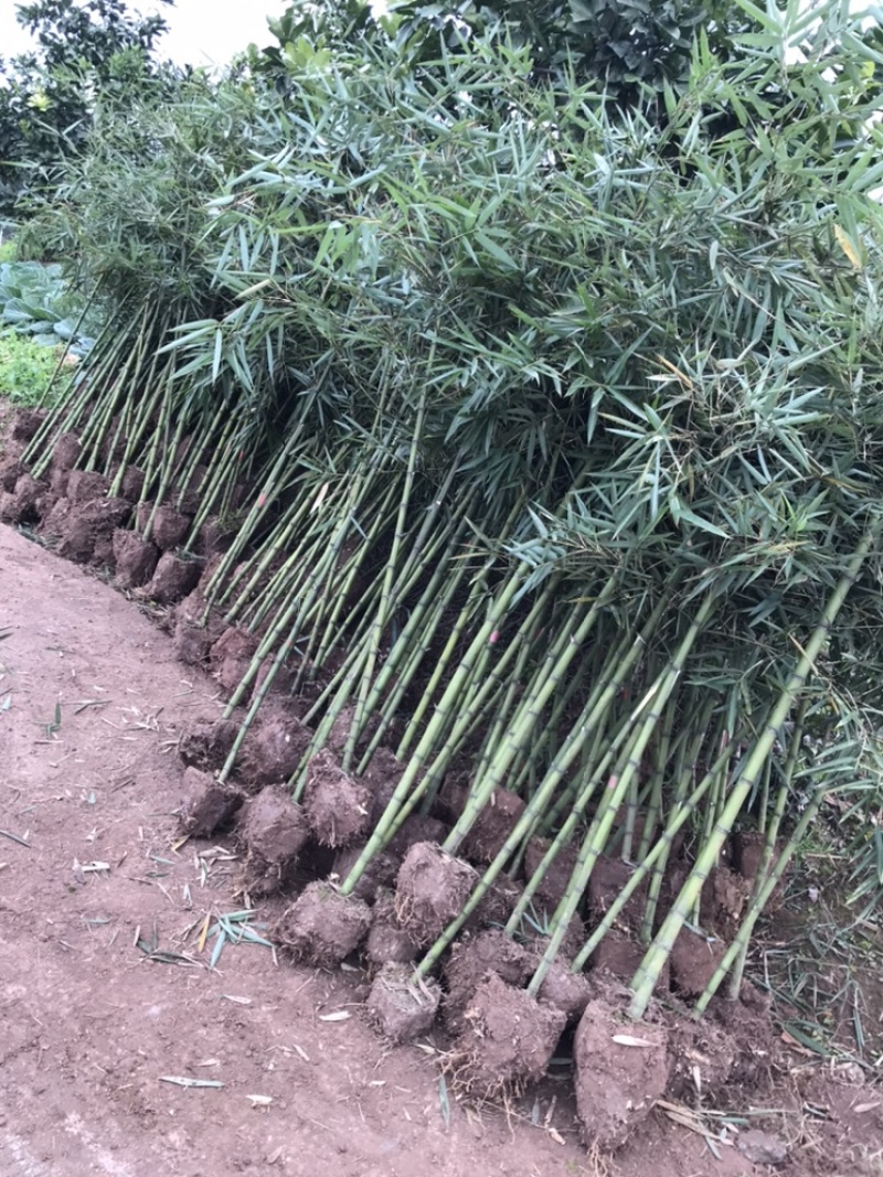 雷竹苗，早园竹，雷公竹苗（精品雷竹苗）一至两年苗