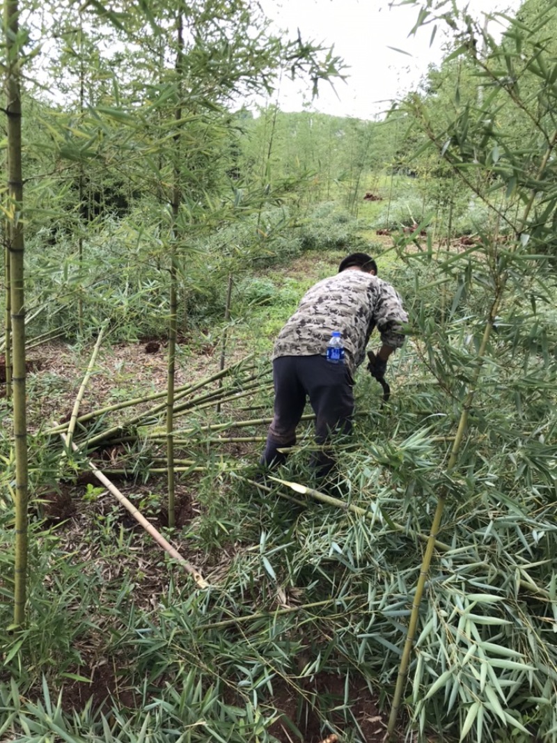 雷竹苗，早园竹，雷公竹苗（精品雷竹苗）一至两年苗