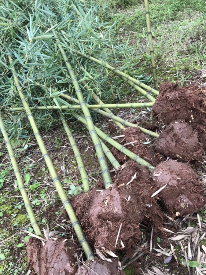 雷竹苗，早园竹，雷公竹苗（精品雷竹苗）一至两年苗