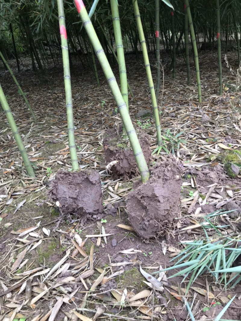 雷竹苗，早园竹，雷公竹苗（精品雷竹苗）一至两年苗