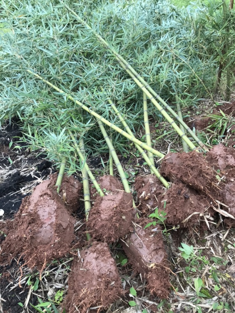 雷竹苗，早园竹，雷公竹苗（精品雷竹苗）一至两年苗