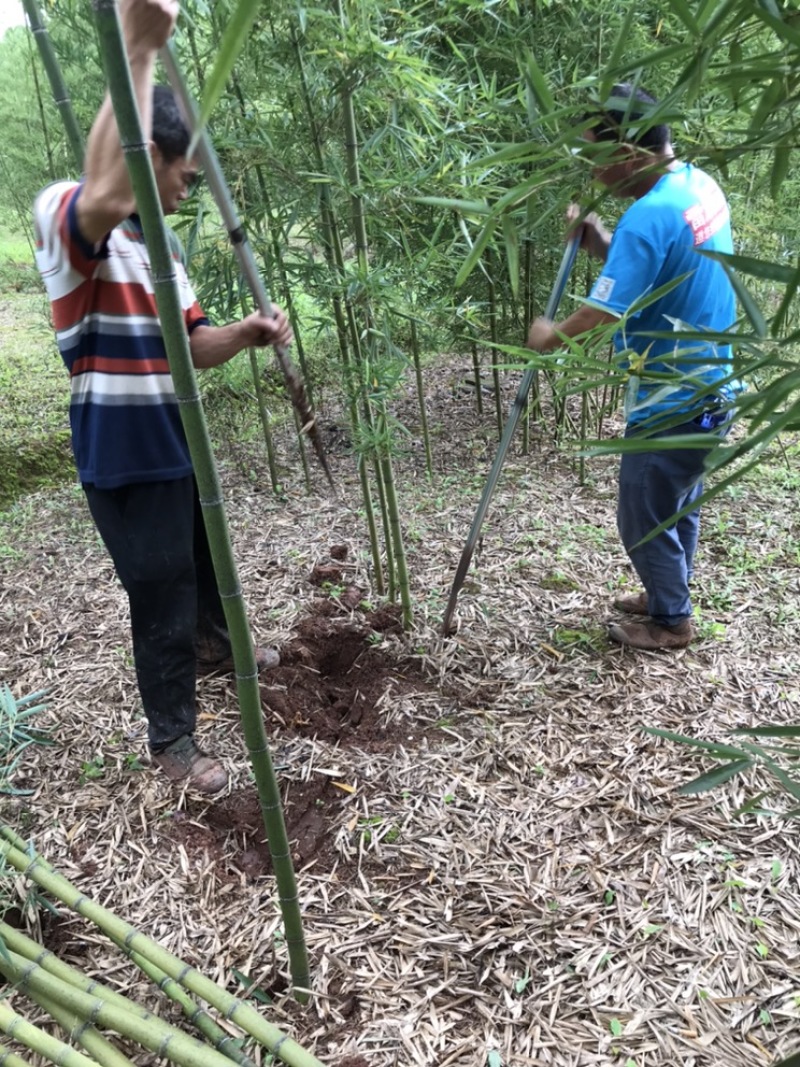 雷竹苗，早园竹，雷公竹苗（精品雷竹苗）一至两年苗