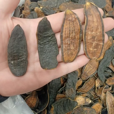 水蛭干货干净无杂质量大从优欢迎选购！