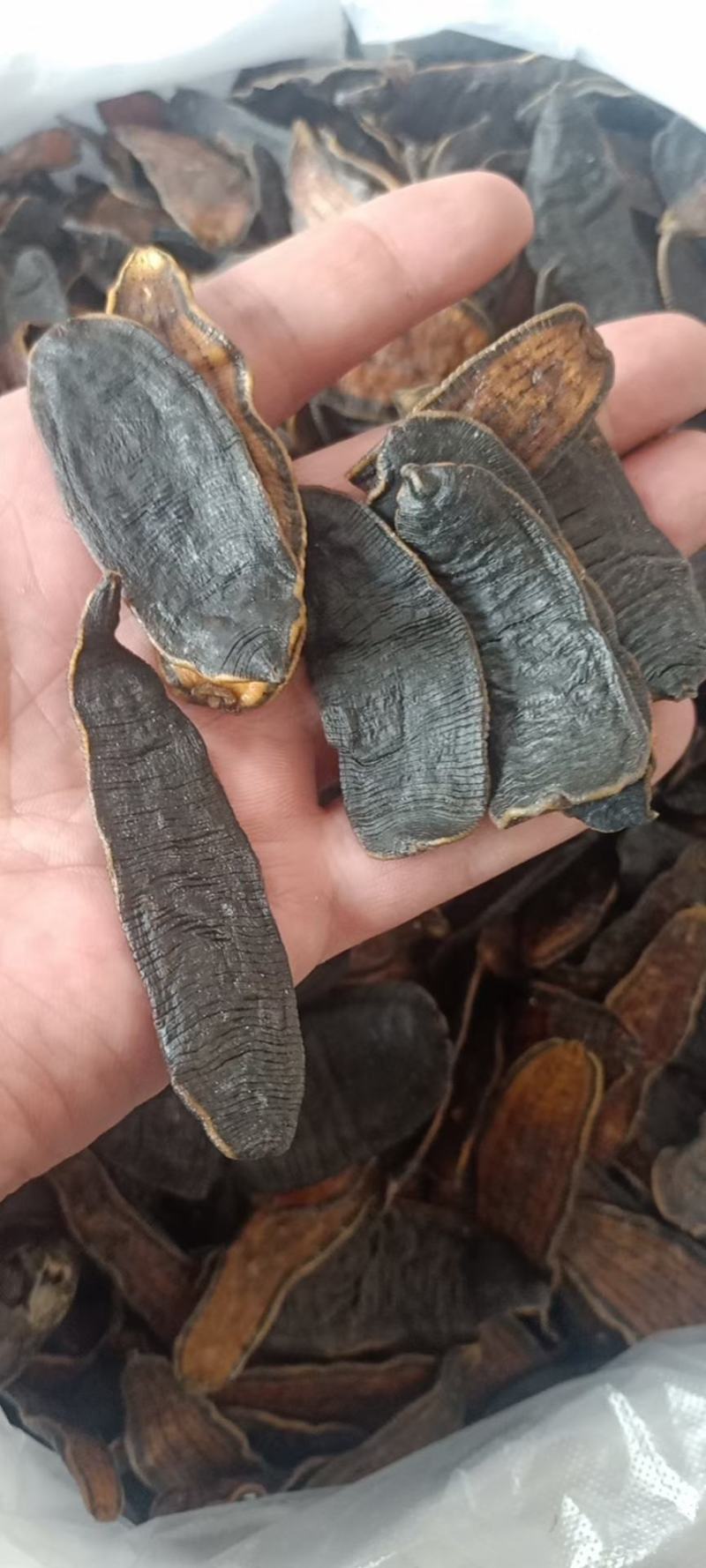 水蛭干货干净无杂质量大从优欢迎选购！