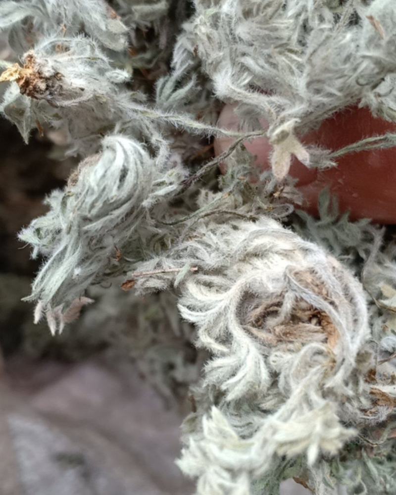 茵陈，沂蒙山山区里的自然优质茵陈有叫白蒿