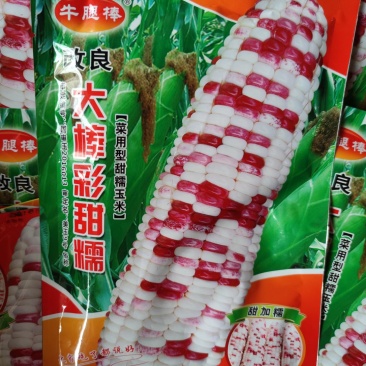 大腿甜糯玉米种子，200克，味香浓甜糯亩产1500公斤