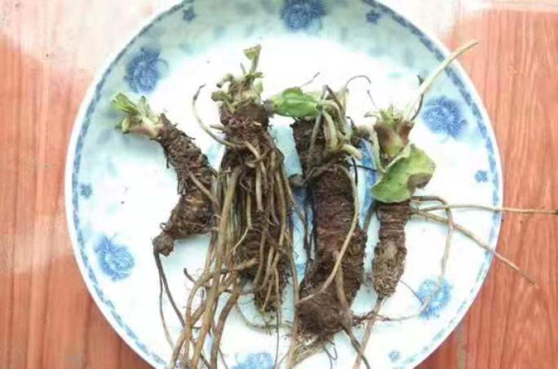 大量出售蜘蛛香一马蹄香种苗，包成活，药企回收