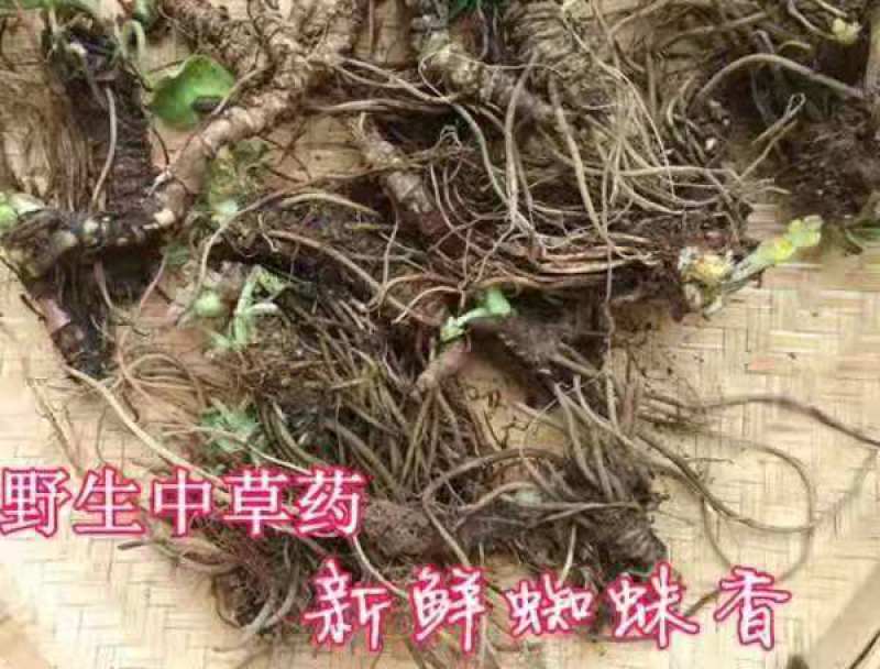 大量出售蜘蛛香一马蹄香种苗，包成活，药企回收