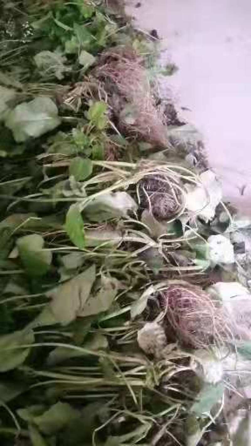 大量出售蜘蛛香一马蹄香种苗，包成活，药企回收