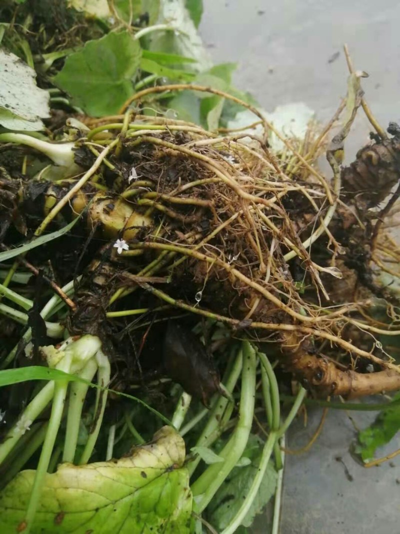 大量出售蜘蛛香一马蹄香种苗，包成活，药企回收