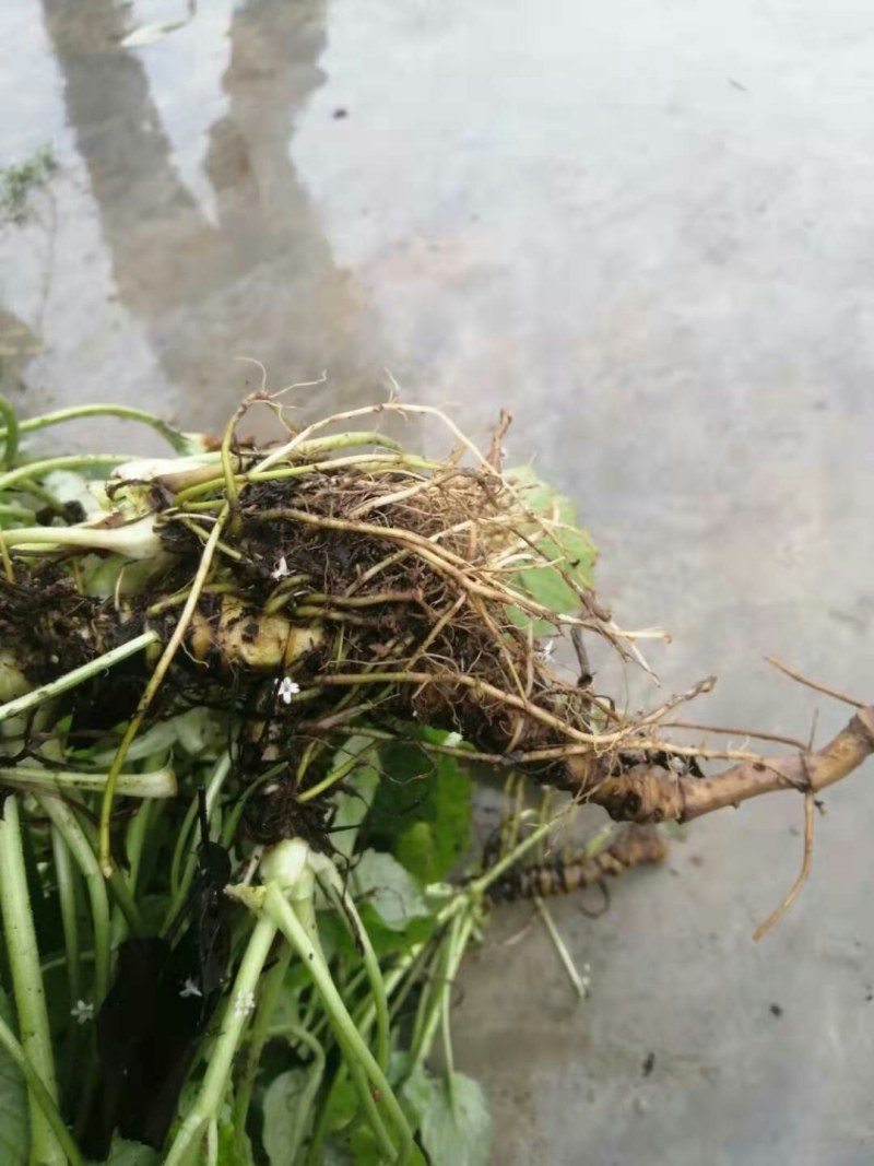 大量出售蜘蛛香一马蹄香种苗，包成活，药企回收