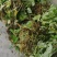 大量出售蜘蛛香一马蹄香种苗，包成活，药企回收