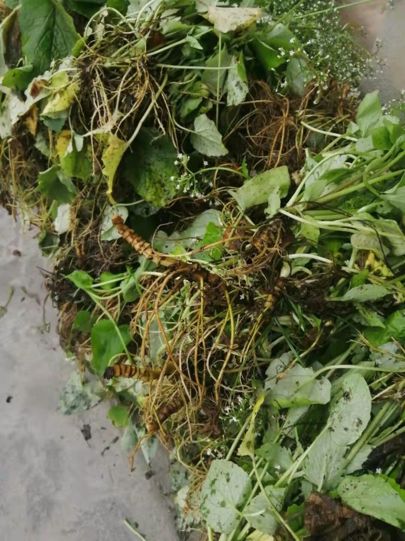 大量出售蜘蛛香一马蹄香种苗，包成活，药企回收
