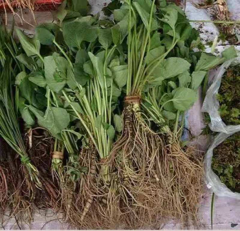 大量出售蜘蛛香一马蹄香种苗，包成活，药企回收