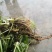 大量出售蜘蛛香一马蹄香种苗，包成活，药企回收