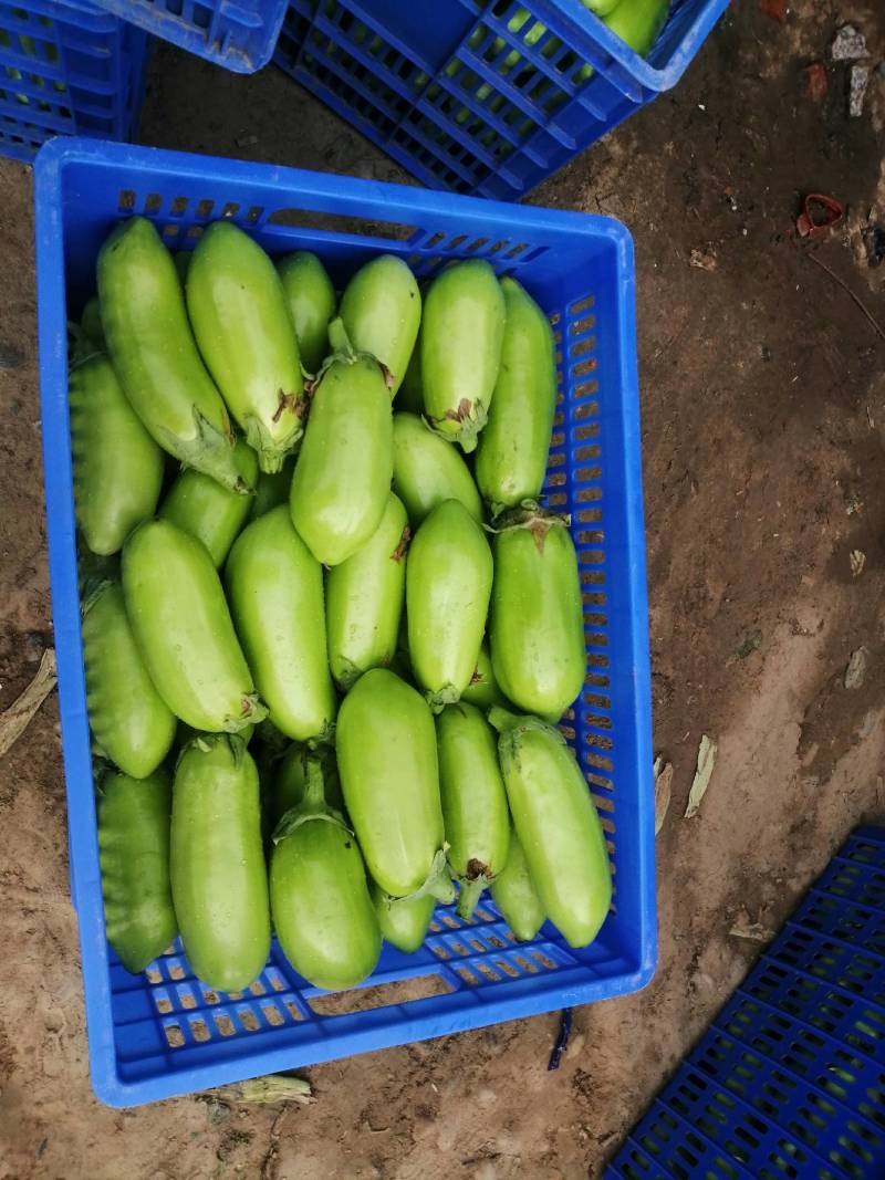 【茄子】大棚青茄已大量上市供应各大市场电商可视频看货