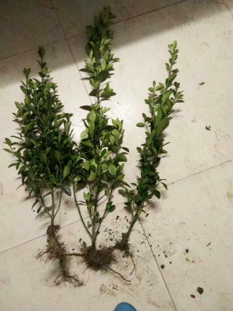 40-50-60厘米高大叶黄杨工程苗大量现货供应