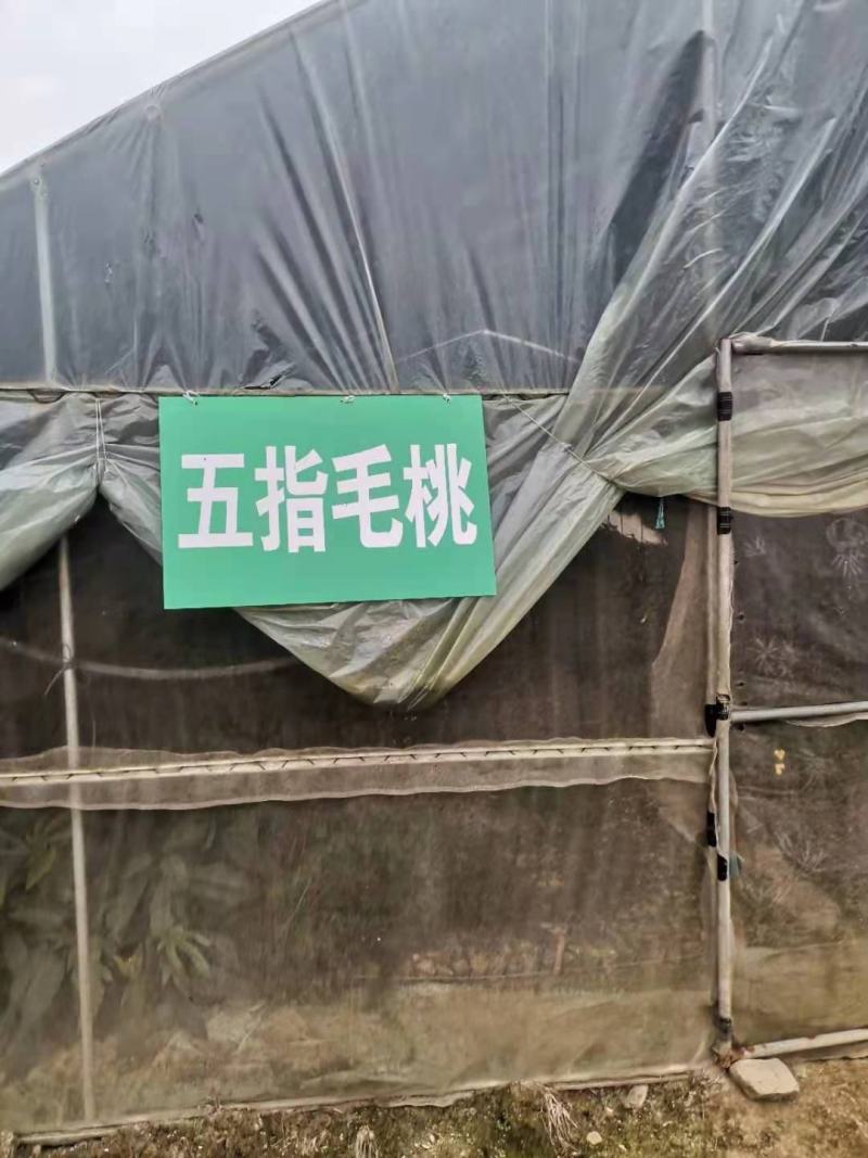 五指毛桃种子优质品种，高产，产地直供，可视频看货