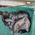 【基地直销全国送货】鳜鱼桂花鱼苗抗病能力强