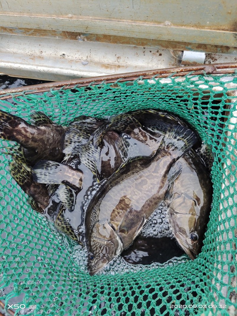 【基地直销全国送货】鳜鱼桂花鱼苗抗病能力强