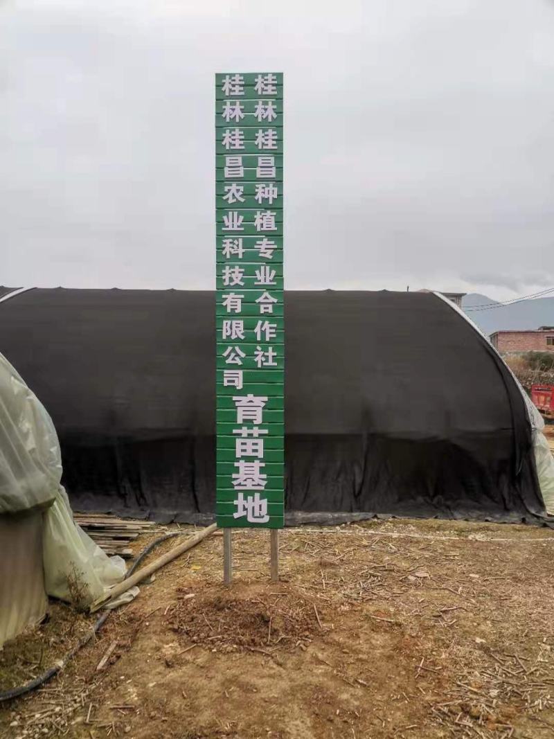 百部种子，对叶大百部种子优质，高产，可视频看货