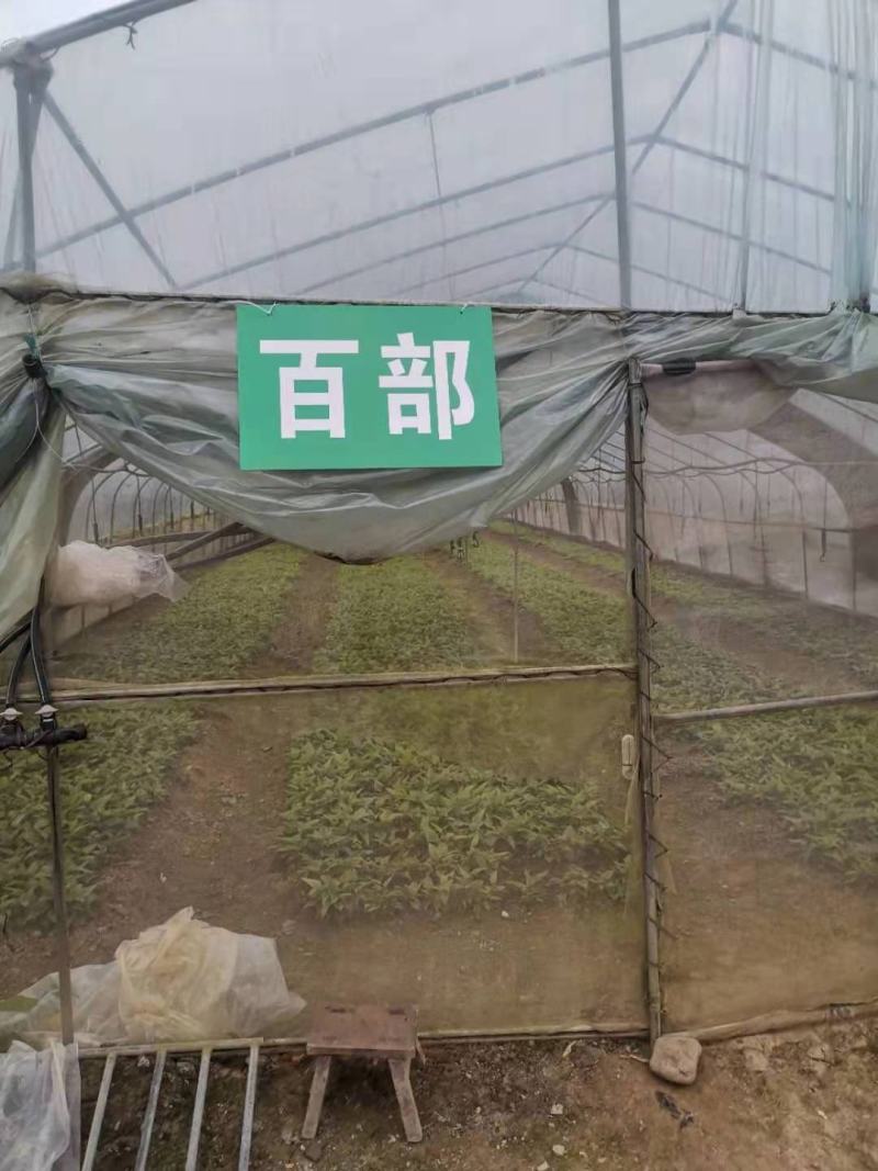 百部种子，对叶大百部种子优质，高产，可视频看货