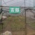 百部苗对叶大百部种苗高产优质提供技术包回收