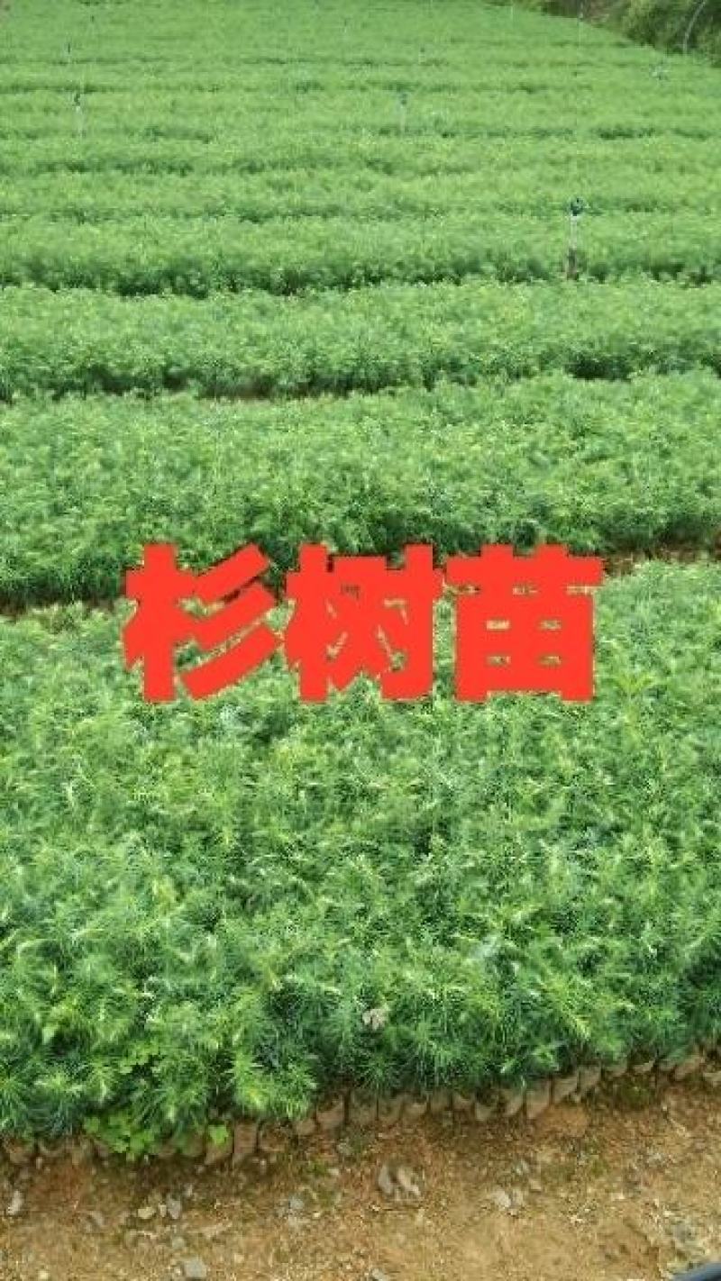 滇柏苗，马尾松苗，杉木苗