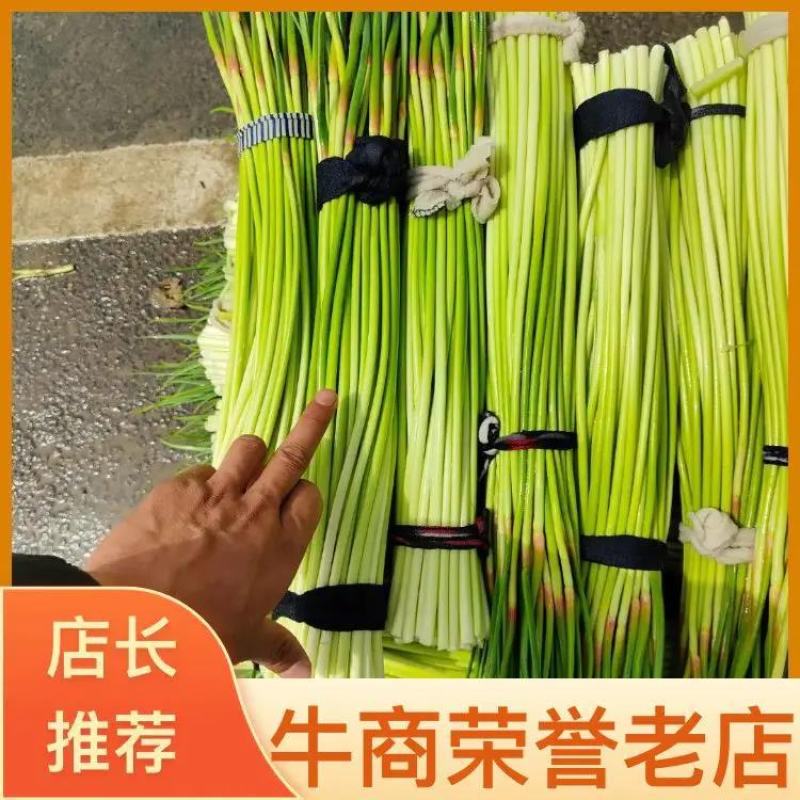 河南新鲜红帽蒜薹大量上市，60公分以上，超市，市场量大