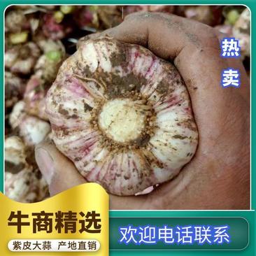河南杞县鲜大蒜，蒜头，扒皮蒜，把蒜，供应各大市场电商超市