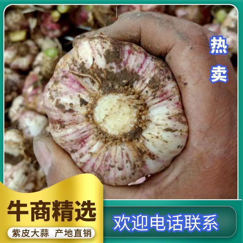 河南杞县鲜大蒜，蒜头，扒皮蒜，把蒜，供应各大市场电商超市