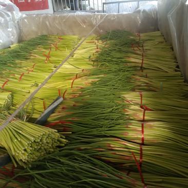 山东平邑红帽蒜苔已大量上市了，新摘现摘，长度40公分左右