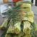 山东平邑红帽蒜苔已大量上市了，新摘现摘，长度40公分左右
