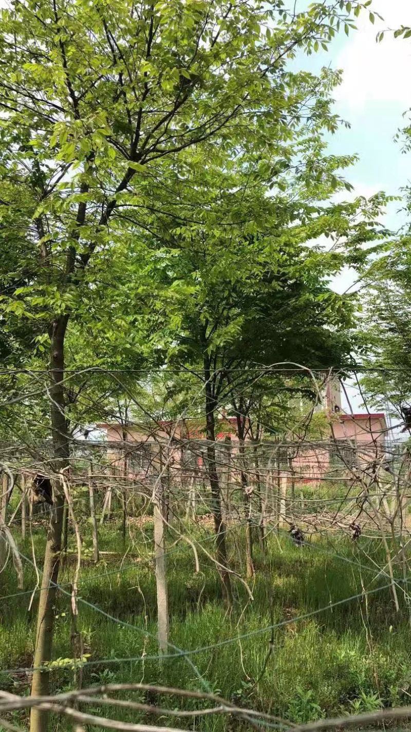 精品榉树10公分12公分15公分规格齐全一手货源基地直发