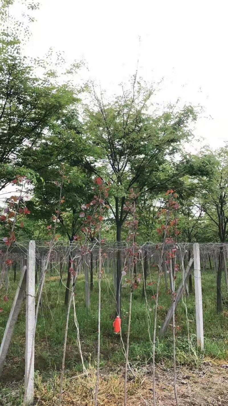 精品榉树10公分12公分15公分规格齐全一手货源基地直发