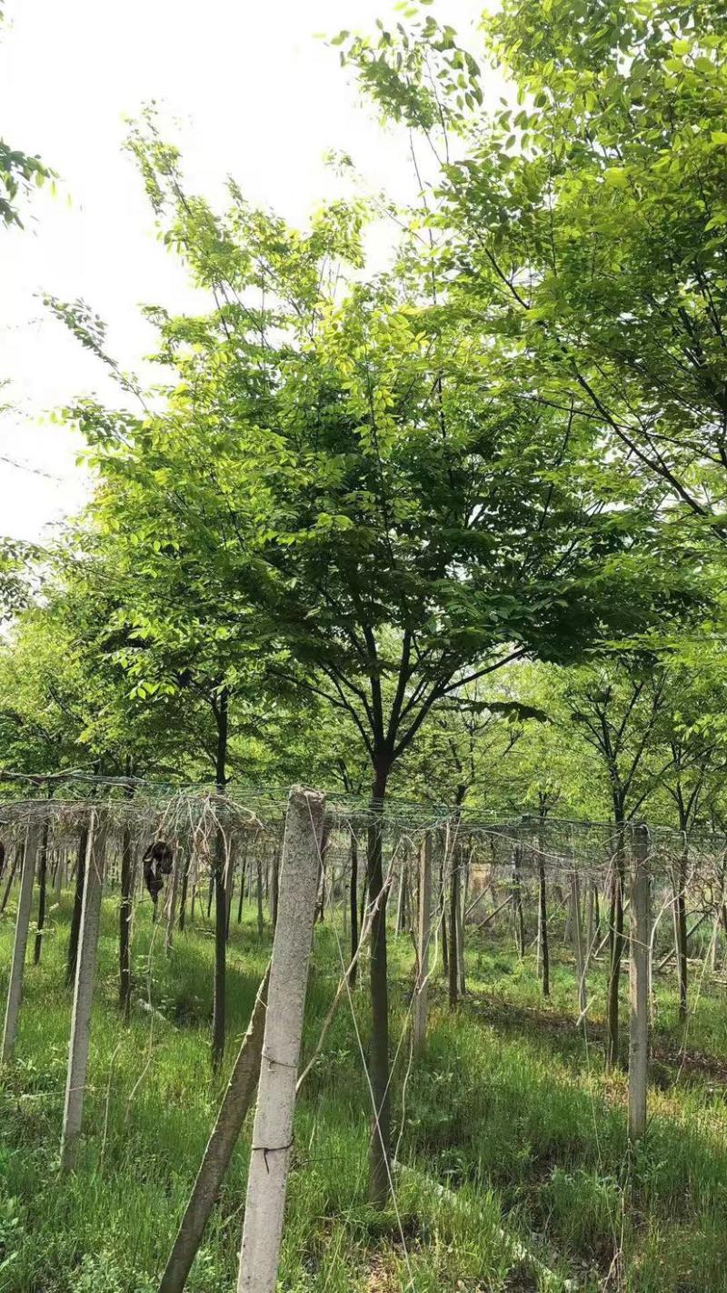 精品榉树10公分12公分15公分规格齐全一手货源基地直发