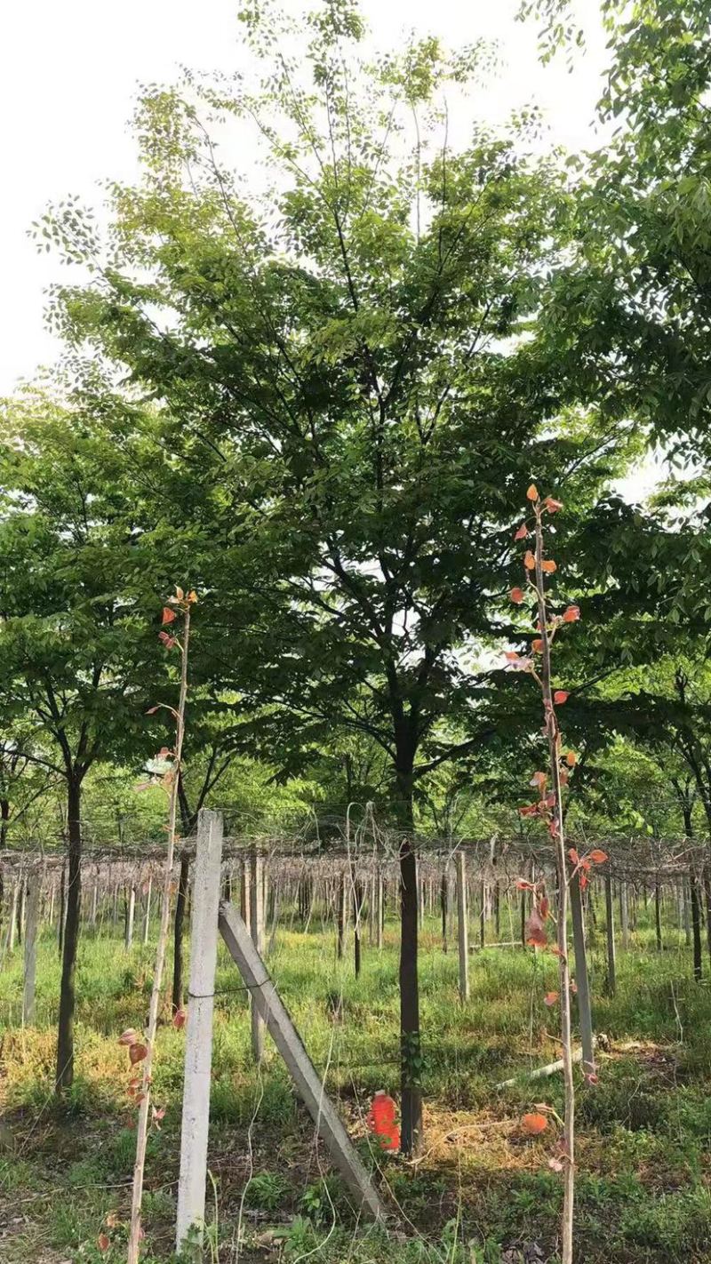 精品榉树10公分12公分15公分规格齐全一手货源基地直发